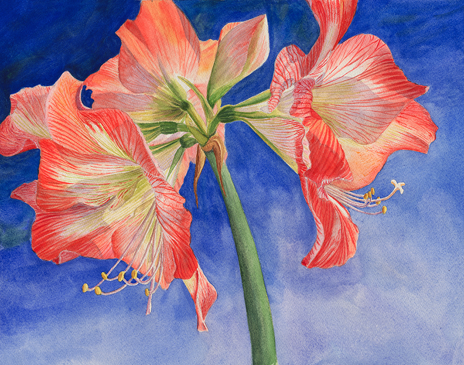 Amaryllis in Light Thumbnail Placeholder